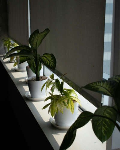 A row of green potted houseplants on a white windowsill in front of closed grey mesh roller blinds.